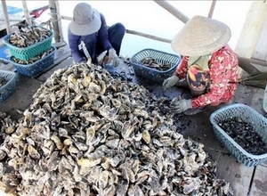 越南与日本促进牡蛎养殖链发展合作