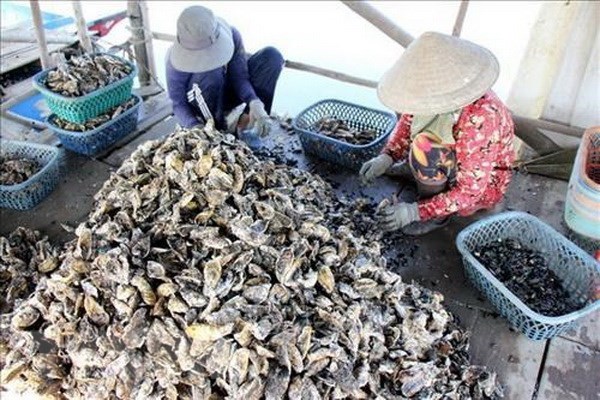 越南与日本促进牡蛎养殖链发展合作