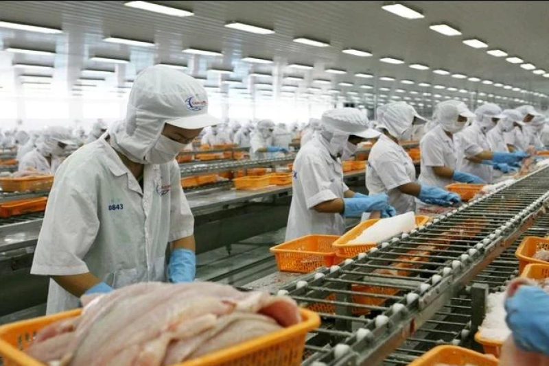 中国是越南查鱼的最大出口市场