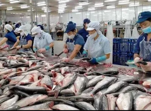 越南水产品出口呈逐步复苏迹象