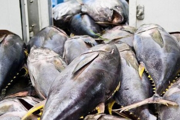 为金枪鱼出口消除原材料瓶颈