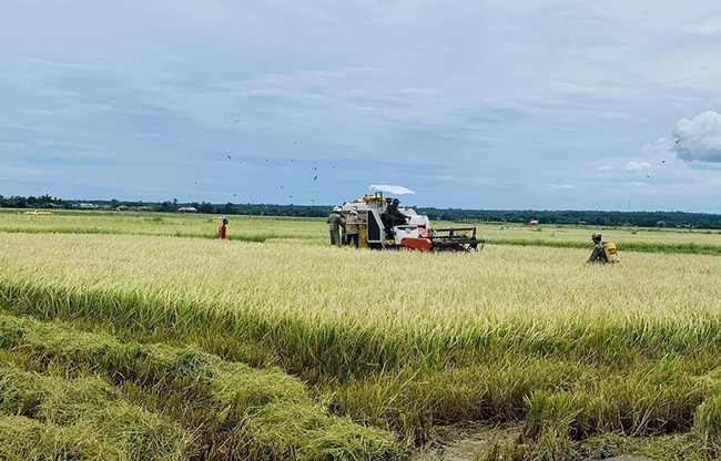Gạo Việt thắng đậm, giá xuất khẩu vượt Thái Lan, Ấn Độ ảnh 1